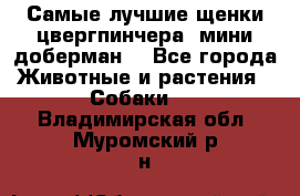 Самые лучшие щенки цвергпинчера (мини доберман) - Все города Животные и растения » Собаки   . Владимирская обл.,Муромский р-н